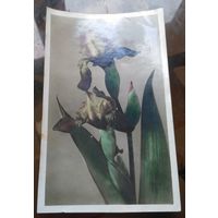 1956 год Ирис