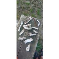 Интересные кости
