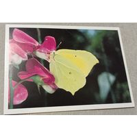 Посткроссинг. Открытка из Австрии: бабочка лимонница  (10х15). Прошла почту. Художественные марки, чёткий штемпель.