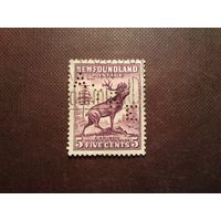 Британский Ньюфаундленд  1932 г.Карибу.Перфин. /51а/
