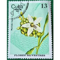 Куба 1980. Дикие цветы. Растение Моринда ройок