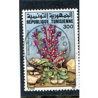 Тунис. Флора. Цветы