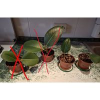 Рассада фикуса