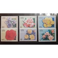 Куба. 2007 год. Флора. Цветы. Розы (219)
