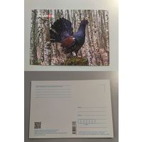 Открытка Беларусь. Глухарь. 2022 год