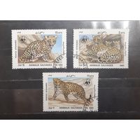 Афганистан. 1985 год. Фауна. Дикие кошки (712)