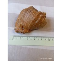 Раковина морская Турция 1979 г