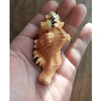 Ракушка Пятнистый тритон, Циматиум Лоториум.