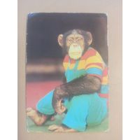 Календарь 1984/3