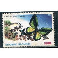 Индонезия. Фауна. Бабочка Орнитоптера голиаф