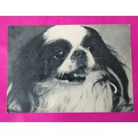 Японский хин. Чистая. 1968 года. Фото Елисеева. 1142.