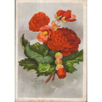 Подписанная открытка 1964г. "Бегония "Песнь Москве" худ. И. Романов