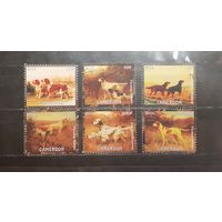 Камерун. 2016 год. Фауна. Собаки (1189)