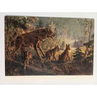 1954. Савицкий. Встреча волков с трактором