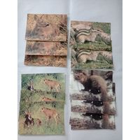 Открытки СССР с животными, еж, тигр, леопард, зайчик, медведь, зебра. Наличие конкретной открытки уточняйте перед покупкой