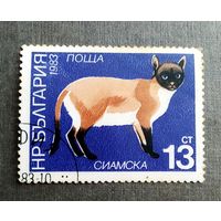 Марка Болгария 1983 год Кошка
