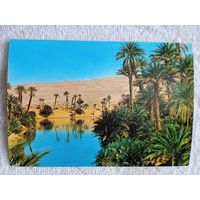 Алжир. Оазис в дюнах