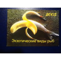 Календарик 2005 г.  Экзотические виды рыб. Раковский Кирмаш.