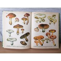 Книга Дары наших лесов