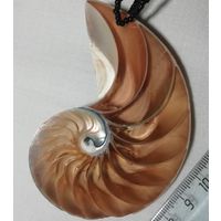 Ювелирная морская улитка гелиотис 8х6 см.
