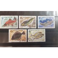 СССР. 1983 год. Фауна. Рыбы (55)