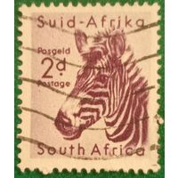 Южная Африка 1970. Фауна. Зебра