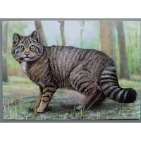 Лесной кот. Вымершие животные Беларуси. Открытка, глянец