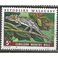 Республика Мадагаскар. Хамелеон. 1973г. Mi#684.