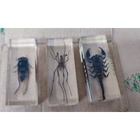 Коллекция Настоящие насекомые.