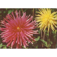 Чистая открытка 1968г. "Георгины" фото М. Анфингер