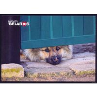 Планета Беларусь, собака, Ивановский район, 2022, тираж 3000