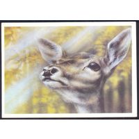 СССР 1989 фауна Оленуха Исаков