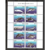 ФФ3 Аруба 2012 Киты