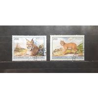 Таджикистан. 1996 год. Фауна. Дикие кошки (718)