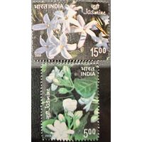 Индия 2008. Флора. Жасмин