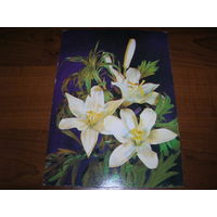 Цветы Лилия 1989 год чистая