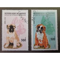 Гвинея. 1996 год. Собаки. Фауна. 2 марки