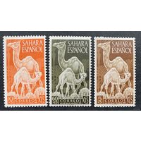 Испанские колонии. Сахара 1951. Верблюды. 122-24