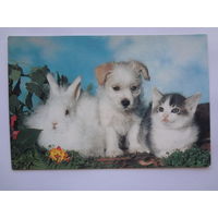 Календарик 1996 г. Крольчонок, щенок и котенок.