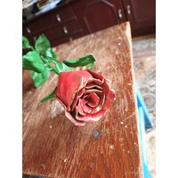 Роза железная для дома дачи