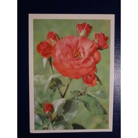 Поздравляю! Розы. 1974 г.  подписанная.