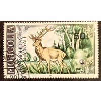 Монголия 1984. Лесной олень. Cervus Elaphus. Марка из серии
