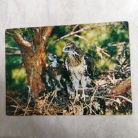 Открытка. Пценцы канюка. Фото Б. Нечаева. 1982 год.