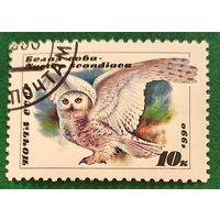 СССР 1990. Белая сова