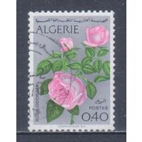 [352] Алжир 1973. Флора.Цветы.Розы. Гашеная марка.
