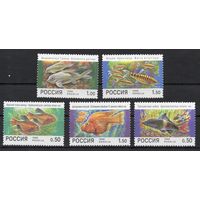 Россия 1998. Фауна. Аквариумные рыбы. 5 марок 425-29 (220)
