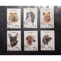 Мадагаскар. 1991 год. Фауна. Собаки (570)