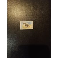 Гиена. Мавритания. 1963