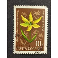 1974 СССР. Цветы альпийских лугов Центральной Азии. Тюльпан волосистотычиночный