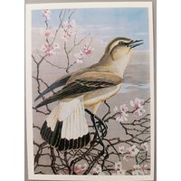 Каменка-плясунка. Худ. В.Егоров. Открытка, 1984